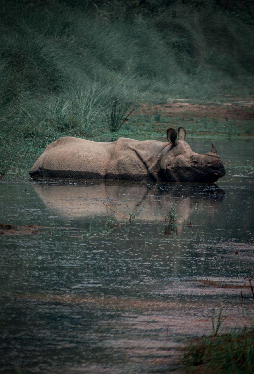 One-horned rhinoceros at Chitwan